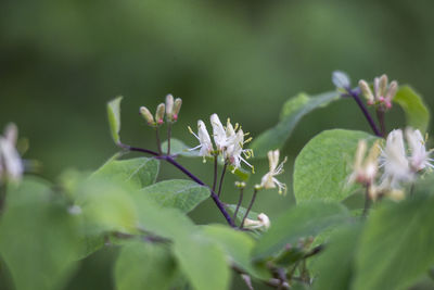 Close-up of flowering plant