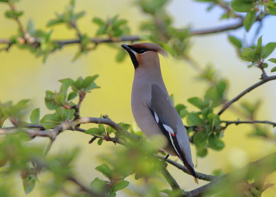 Close-up of bird perching on branch