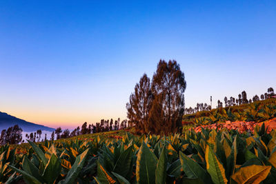 Plants growing on field against clear sky