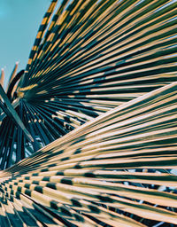 Full frame shot of palm tree and blue sky 