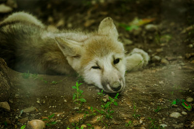 Close-up of fox