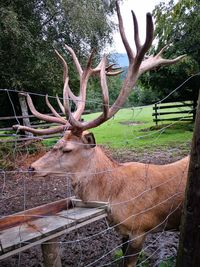 Deer in a field