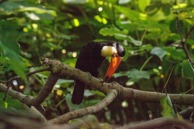 Close-up of bird perching on tree