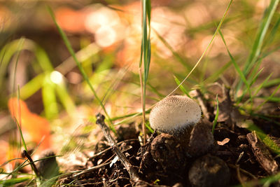 Close-up of mushrooms on field