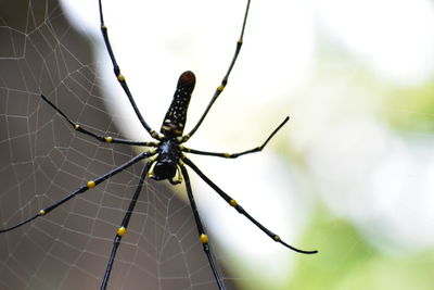 Close-up of spider on web