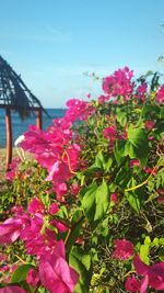 Close-up of pink flowering plant against sky