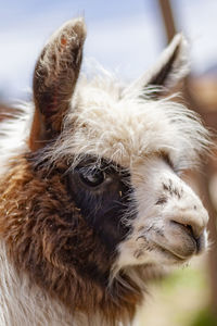 Close-up of a horse