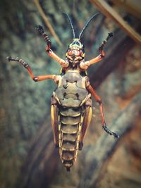 Close-up of insect