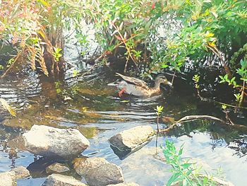 Birds perching on plants in water