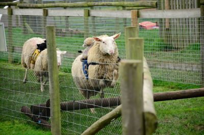 Sheep running in competition