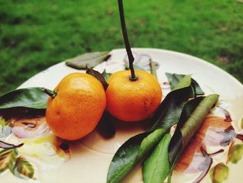 Close-up of food in plate