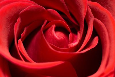 Close-up of red rose