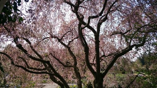 Low angle view of trees