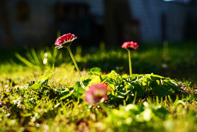 Close-up of pink flowering plant on field