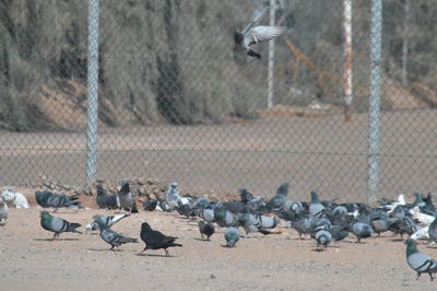 Birds perching on ground