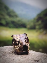 Animal skull on rock