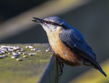 Close-up of bird