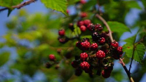 Close-up of raspberries on tree