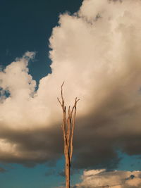 Low angle view of tree against sky