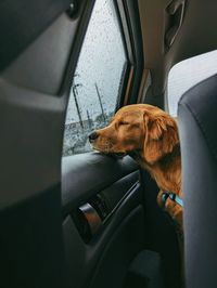 Dog in car