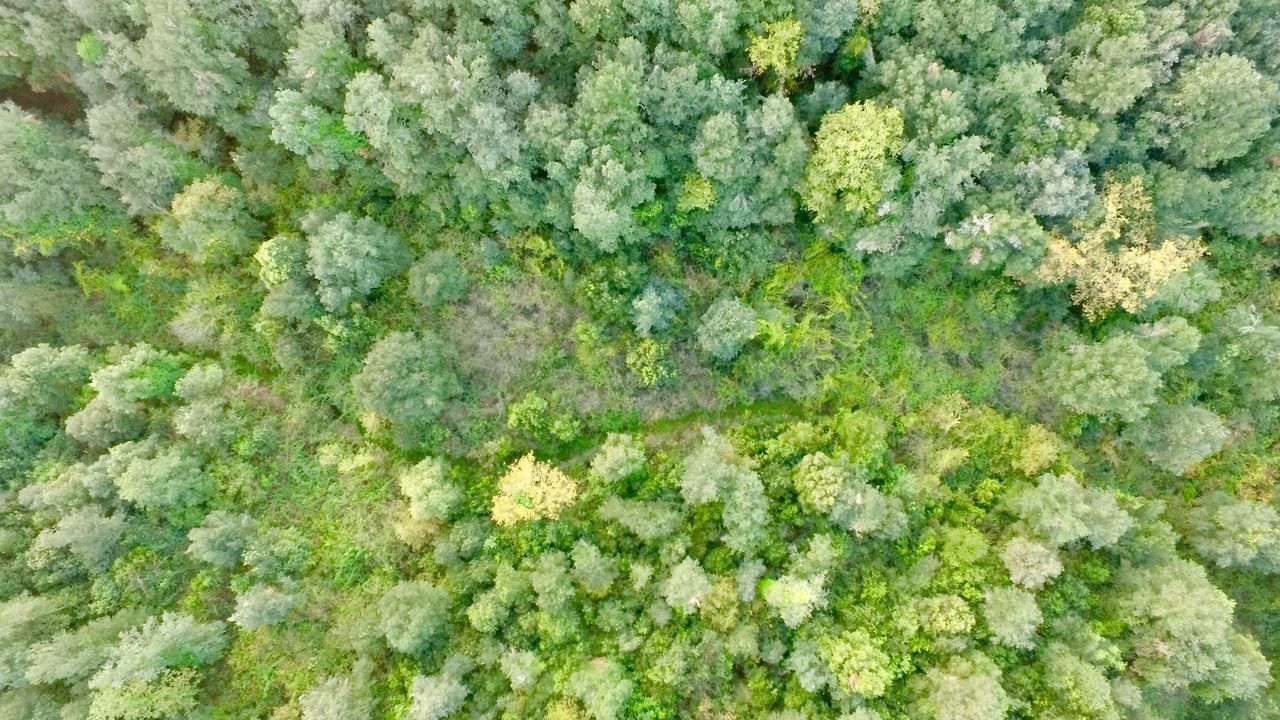 FULL FRAME SHOT OF GREEN PLANT