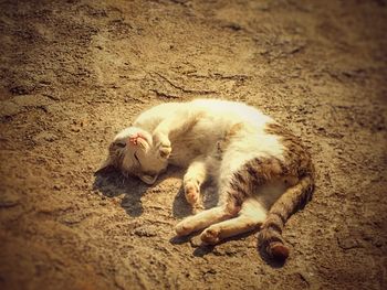 Cat sleeping on sand