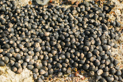 Full frame shot of pebbles on field