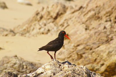 Close-up of bird perching on rock