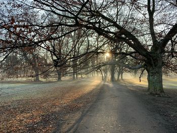 Bare trees by road