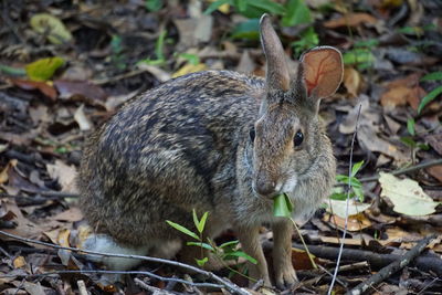 Close up of a rabbit on field