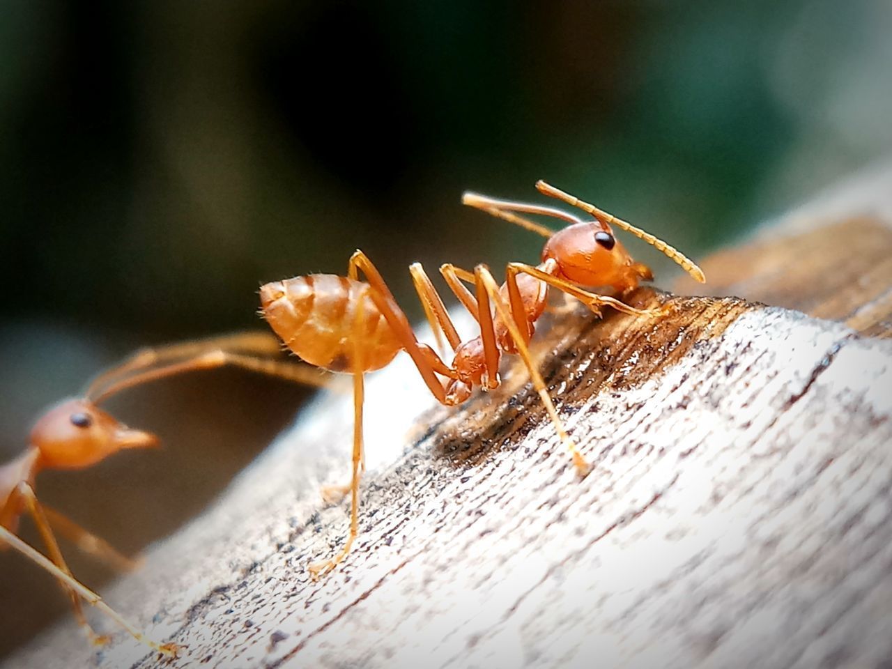 CLOSE-UP OF INSECT