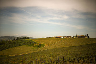 Scenic view of vineyard against sky