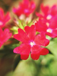 Close-up of red flower blooming outdoors