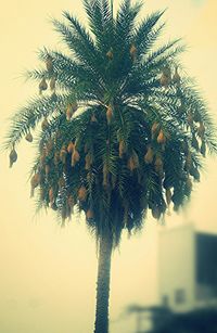 Low angle view of palm trees