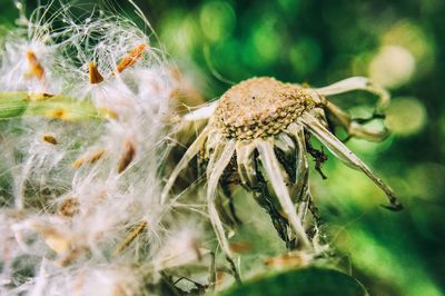 Close-up of spider on web