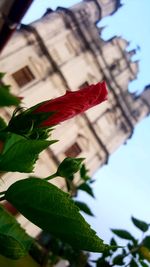 Low angle view of flower against sky