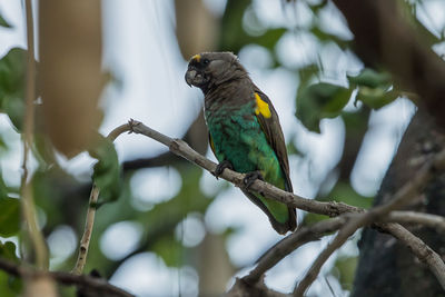 Bird perching on a tree