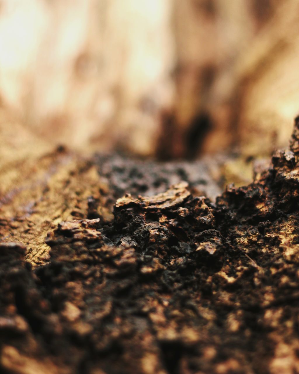 selective focus, close-up, dry, surface level, textured, nature, rough, brown, rock - object, no people, day, outdoors, stone - object, ground, leaf, high angle view, backgrounds, focus on foreground, sunlight, natural pattern