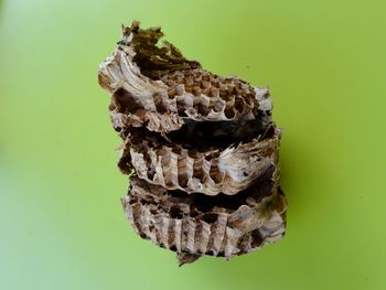 Close-up of a bread