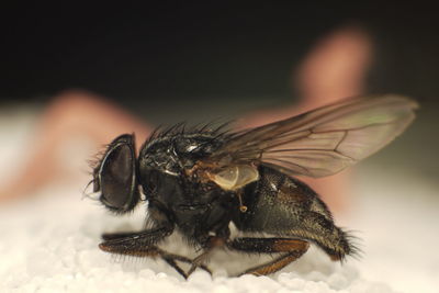 Close-up of bee pollinating