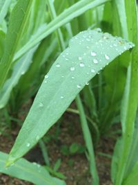 Close-up of water drops on grass