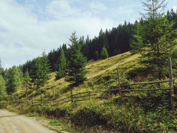 Pine trees by road in forest against sky