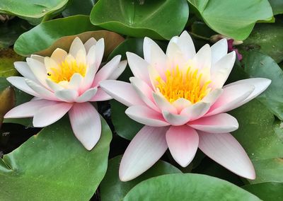 Close-up of lotus water lily in pond