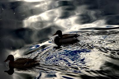 Duck swimming in a lake