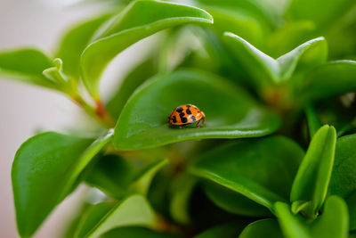 Close-up of ladybug on leaf