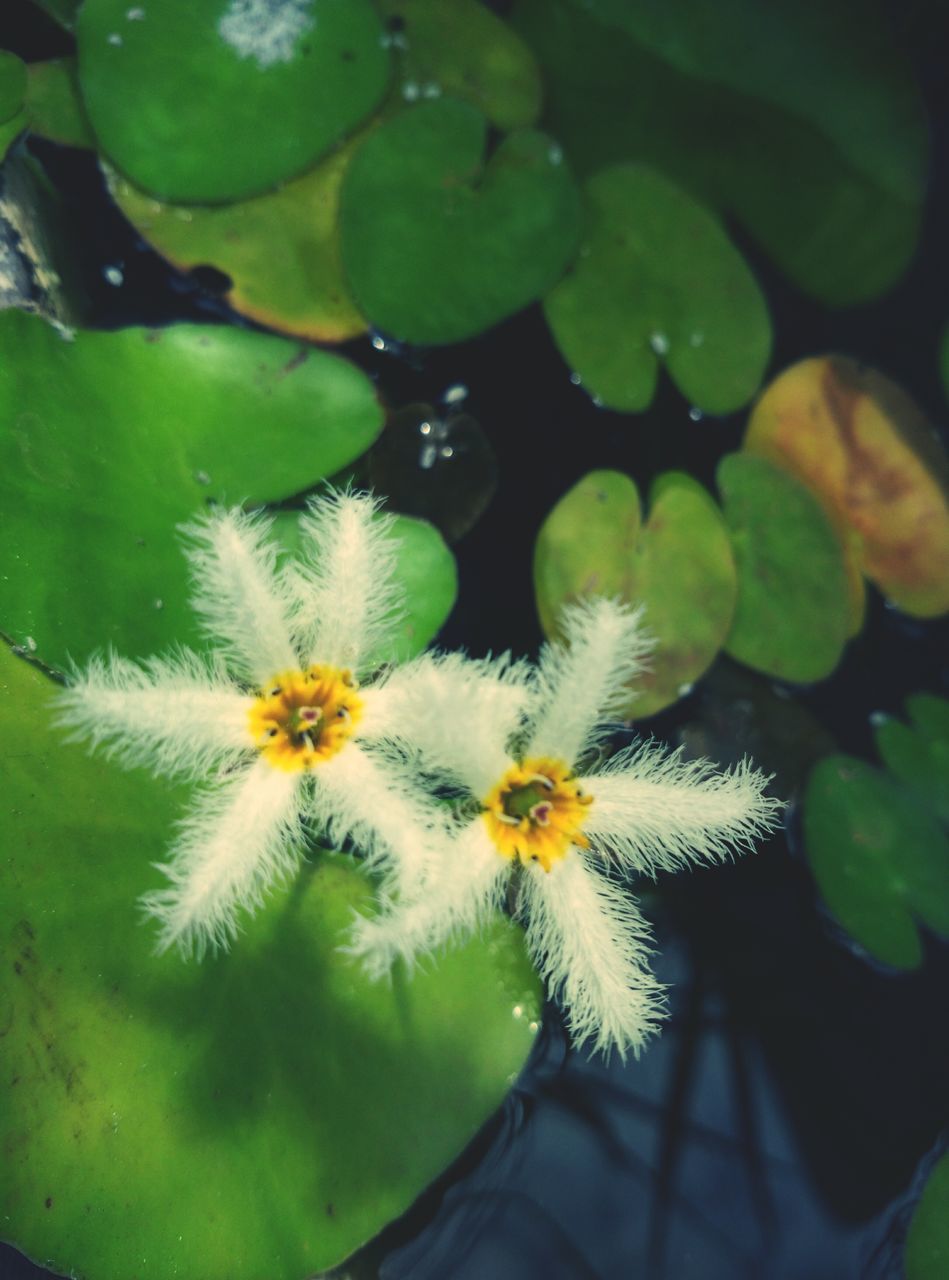 flower, freshness, fragility, water, petal, growth, flower head, beauty in nature, high angle view, plant, nature, leaf, white color, blooming, pond, green color, floating on water, close-up, water lily, single flower