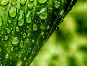 Close-up of water drops on leaf