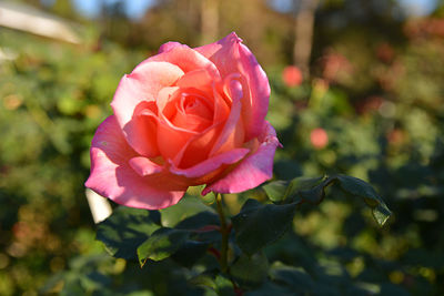 Close-up of pink rose