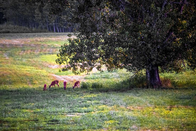 Horse on field against trees