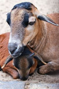 Close-up of a dog looking away